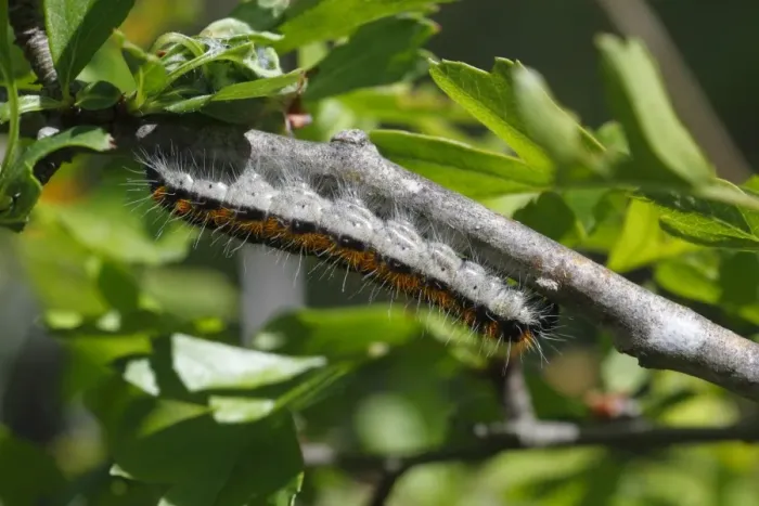 Framed Print : Black-veined White (Aporia crataegi) larva, on hawthorn twig, Pyrenees, Ariege, France, may Framed Print : Black-veined White (Aporia crataegi) larva, on hawthorn twig, Pyrenees, Ariege, France, may