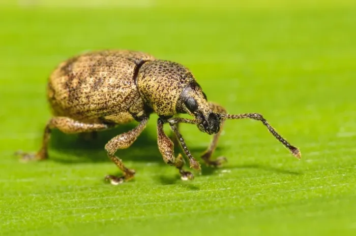 Framed Print : Black Vine Weevil (Otiorhynchus sulcatus) adult, walking on leaf in garden, Thirsk, North Yorkshire, England, May Framed Print : Black Vine Weevil (Otiorhynchus sulcatus) adult, walking on leaf in garden, Thirsk, North Yorkshire, England, May