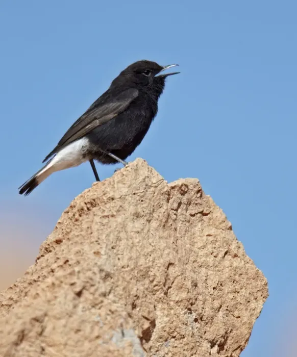 Framed Print : Black Wheatear (Oenanthe leucura) adult male, calling, standing on rock, near Ouarzazate, Morocco, february Framed Print : Black Wheatear (Oenanthe leucura) adult male, calling, standing on rock, near Ouarzazate, Morocco, february