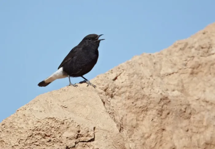 Framed Print : Black Wheatear (Oenanthe leucura) adult male, calling, standing on rock, near Ouarzazate, Morocco, february Framed Print : Black Wheatear (Oenanthe leucura) adult male, calling, standing on rock, near Ouarzazate, Morocco, february