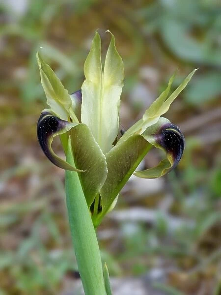 Black-widow Iris (Hermodactylus tuberosus) flowering, growing on mediterranean macchia, Peloponesos, Southern Greece, april