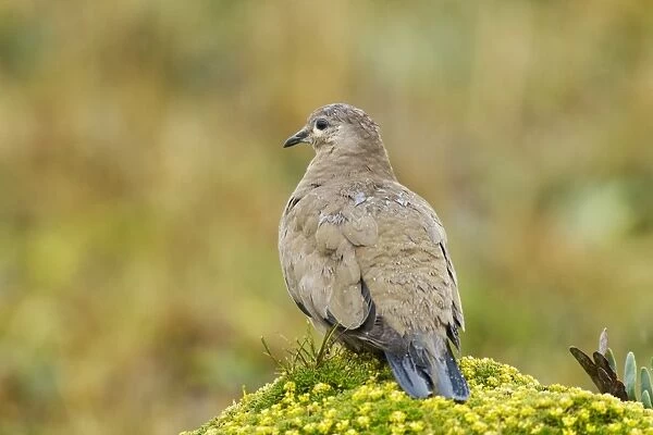 Black-winged Ground-dove (Metriopelia melanoptera) adult, standing on vegetation covered rock after rainfall, Antisana
