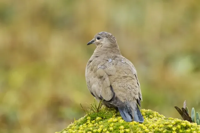 Framed Print : Black-winged Ground-dove (Metriopelia melanoptera) adult, standing on vegetation covered rock after rainfall, Antisana Framed Print : Black-winged Ground-dove (Metriopelia melanoptera) adult, standing on vegetation covered rock after rainfall, Antisana