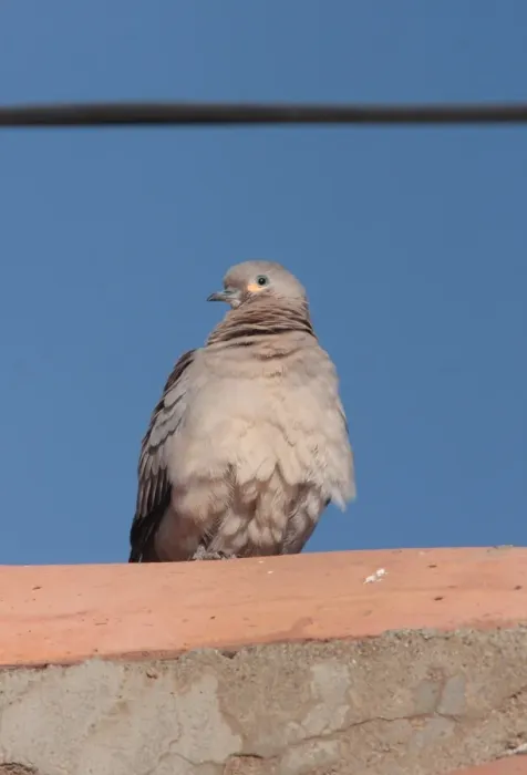 Framed Print : Black-winged Ground-dove (Metriopelia melanoptera) adult, perched, La Quiaca, Jujuy, Argentina, july Framed Print : Black-winged Ground-dove (Metriopelia melanoptera) adult, perched, La Quiaca, Jujuy, Argentina, july
