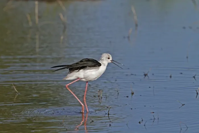 Framed Print : Black winged Stilt calling - Okavango Delta, Botswana Framed Print : Black winged Stilt calling - Okavango Delta, Botswana