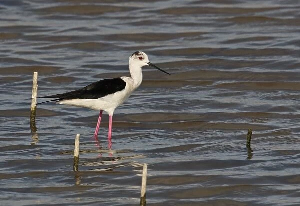Black-winged Stilt (Himantopus himantopus) adult, standing in shallow water, Coto Donana, Andalucia, Spain, May
