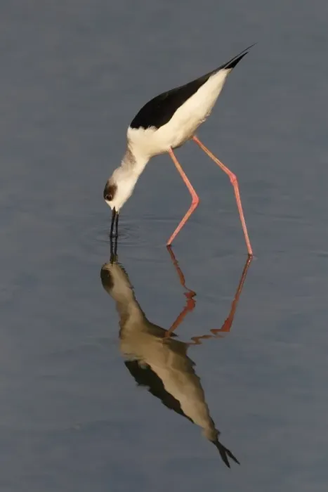 Framed Print : Black-winged Stilt (Himantopus himantopus) adult, feeding in shallow water with reflection, Long Valley