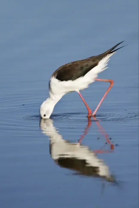 Framed Print : Black-winged Stilt (Himantopus himantopus) adult, feeding in water with reflection, Okavango Delta, Botswana Framed Print : Black-winged Stilt (Himantopus himantopus) adult, feeding in water with reflection, Okavango Delta, Botswana