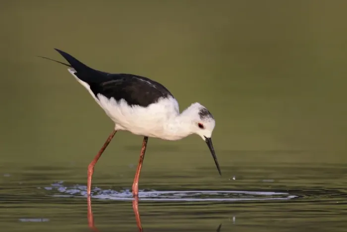 Framed Print : Black-winged Stilt (Himantopus himantopus) adult, non-breeding plumage, feeding, standing in shallow water, Hong Kong Framed Print : Black-winged Stilt (Himantopus himantopus) adult, non-breeding plumage, feeding, standing in shallow water, Hong Kong