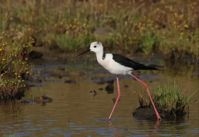 Framed Print : Black-winged Stilt (Himantopus himantopus) adult female, walking in shallow water, Algarve, Portugal, april Framed Print : Black-winged Stilt (Himantopus himantopus) adult female, walking in shallow water, Algarve, Portugal, april