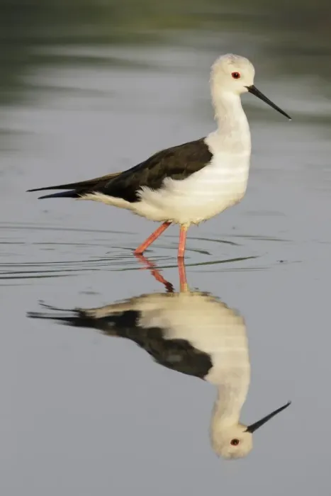 Framed Print : Black-winged Stilt (Himantopus himantopus) adult female, breeding plumage, walking in water, Hong Kong, China, October Framed Print : Black-winged Stilt (Himantopus himantopus) adult female, breeding plumage, walking in water, Hong Kong, China, October