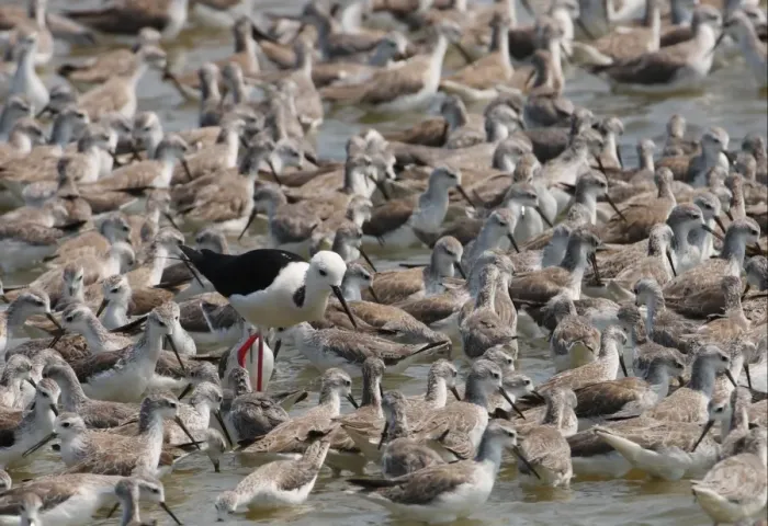 Framed Print : Black-winged Stilt (Himantopus himantopus) adult male, feeding amongst Marsh Sandpiper (Tringa stagnatilis) flock, Thailand, february