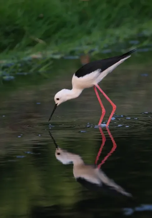 Framed Print : Black-winged Stilt (Himantopus himantopus) adult male, feeding in shallow pool, Thailand, february Framed Print : Black-winged Stilt (Himantopus himantopus) adult male, feeding in shallow pool, Thailand, february