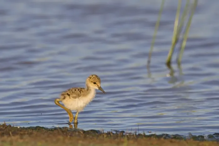 Framed Print : Black-winged Stilt (Himantopus himantopus) chick, foraging in shallow water, Castilla y Leon, Spain, June Framed Print : Black-winged Stilt (Himantopus himantopus) chick, foraging in shallow water, Castilla y Leon, Spain, June