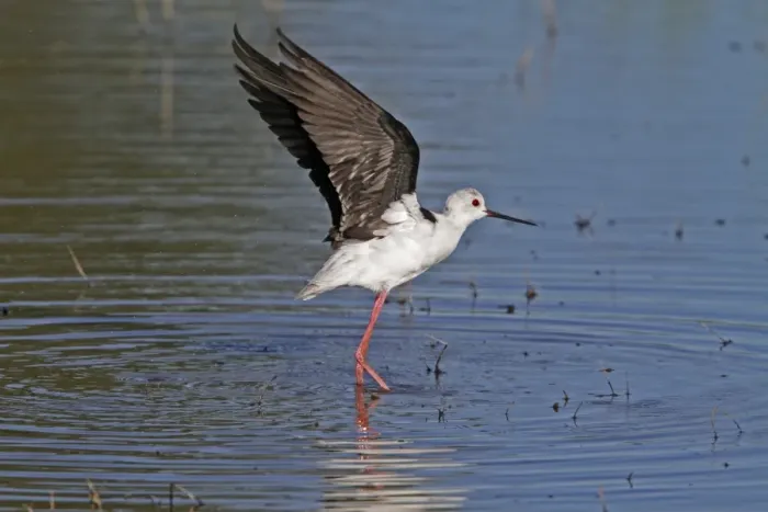 Framed Print : Black winged Stilt - Okavango Delta, Botswana Framed Print : Black winged Stilt - Okavango Delta, Botswana