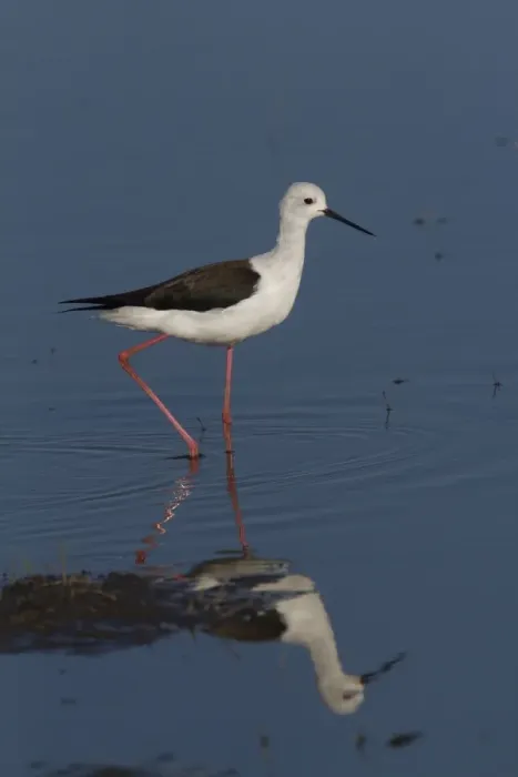 Framed Print : Black winged Stilt - Okavango Delta, Botswana Framed Print : Black winged Stilt - Okavango Delta, Botswana