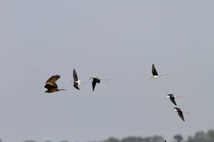 Framed Print : Black winged Stilts chase a Black Kite which has taken one of there chicks. Coto Donana, Spain Framed Print : Black winged Stilts chase a Black Kite which has taken one of there chicks. Coto Donana, Spain