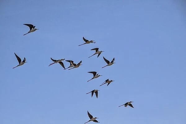 Black winged Stilts in flight - Extremadura Spain