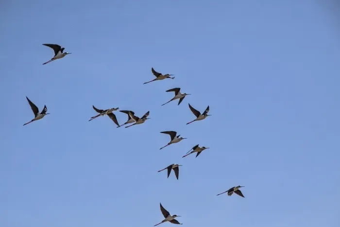 Framed Print : Black winged Stilts in flight - Extremadura Spain