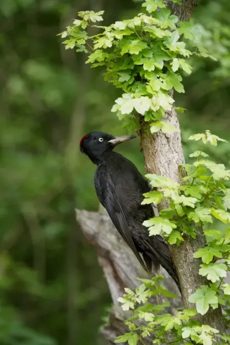 Framed Print : Black Woodpecker (Dryocopus martius) adult female, foraging on branch in woodland, Hortobagy N. P. Hungary, April Framed Print : Black Woodpecker (Dryocopus martius) adult female, foraging on branch in woodland, Hortobagy N. P. Hungary, April