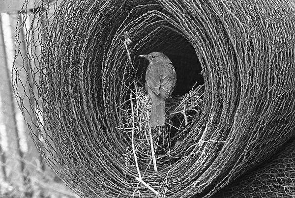 Blackbird at nest in roll of wire, Doldowlod Wales 1937. Taken by Eric Hosking
