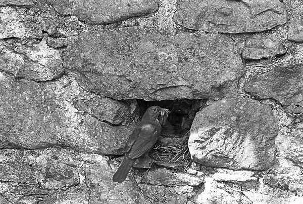 Blackbird nesting in stone wall, Doldowlod Farm, Wales - 1937. Taken by Eric Hosking