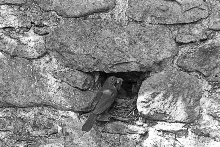Framed Print : Blackbird nesting in stone wall, Doldowlod Farm, Wales - 1937. Taken by Eric Hosking Framed Print : Blackbird nesting in stone wall, Doldowlod Farm, Wales - 1937. Taken by Eric Hosking