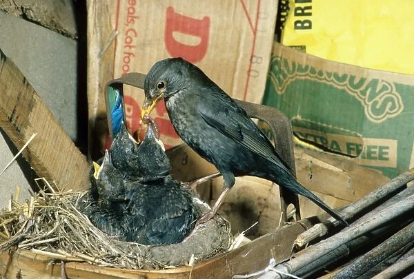 Blackbird (Turdus merula) At nest feeding young in garden shed