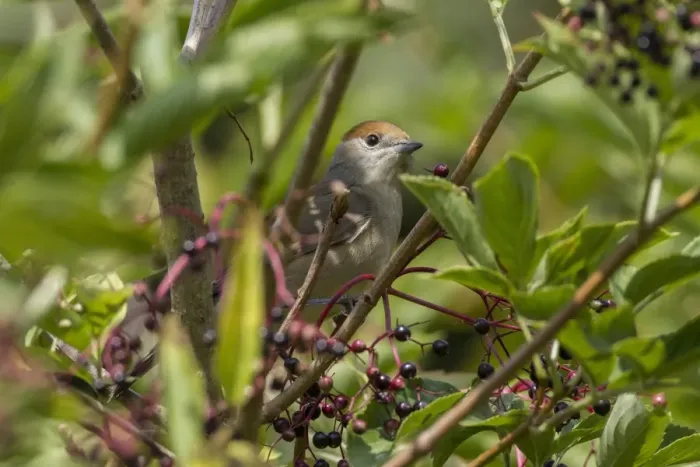 Framed Print : Blackcap in Elderberry tree