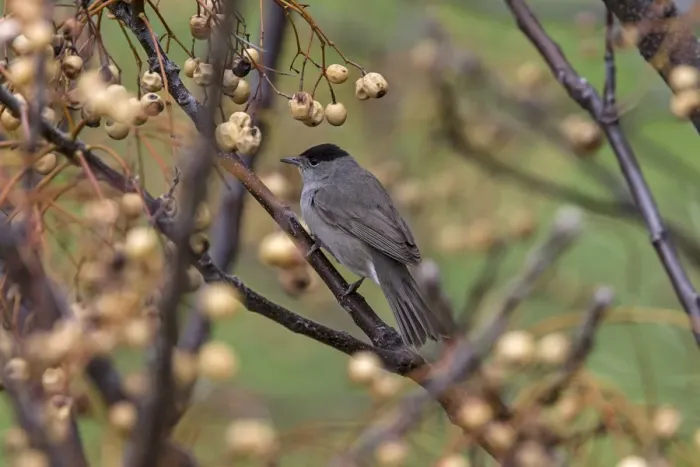 Framed Print : Blackcap male Framed Print : Blackcap male