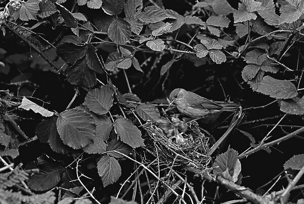 Blackcap at nest feeding young, taken using available light only in 1934 Staverton Forest Suffolk. By Eric Hosking