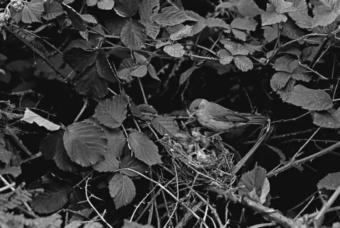 Framed Print : Blackcap at nest feeding young, taken using available light only in 1934 Staverton Forest Suffolk. By Eric Hosking Framed Print : Blackcap at nest feeding young, taken using available light only in 1934 Staverton Forest Suffolk. By Eric Hosking