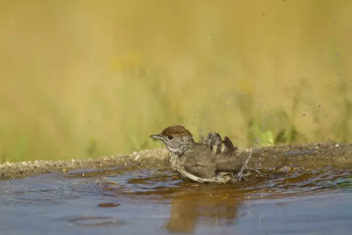 Framed Print : Blackcap (Sylvia atricapilla) adult female, bathing in pool, Spain, may