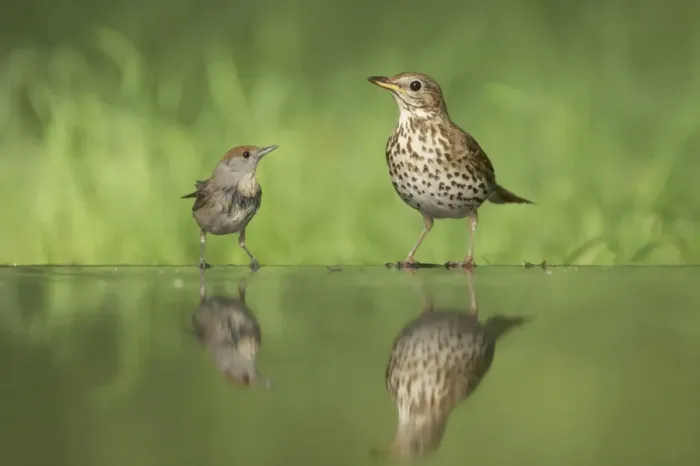 Framed Print : Blackcap (Sylvia atricapilla) adult female, threatening Song Thrush (Turdus philomelos), standing at edge of forest pool, Hungary Framed Print : Blackcap (Sylvia atricapilla) adult female, threatening Song Thrush (Turdus philomelos), standing at edge of forest pool, Hungary