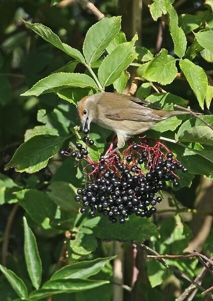 Blackcap (Sylvia atricapilla) adult female, feeding on Elder (Sambucus nigra) berries, Norfolk, England, October