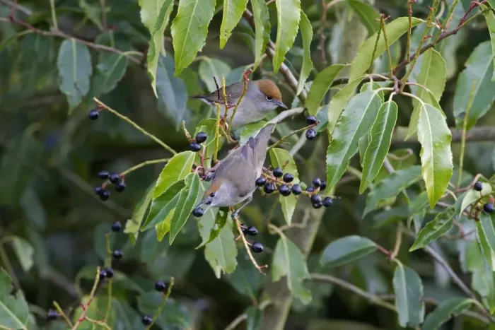 Framed Print : Blackcap (Sylvia atricapilla) two adult females, feeding on Sweet Bay (Laurus nobilis) berries, Shropshire, England, october Framed Print : Blackcap (Sylvia atricapilla) two adult females, feeding on Sweet Bay (Laurus nobilis) berries, Shropshire, England, october