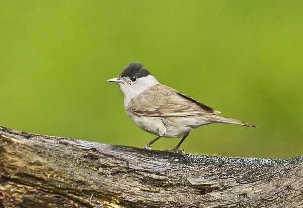 Blackcap (Sylvia atricapilla) adult male, standing on log at pool in woodland, Debrecen, Hungary, April