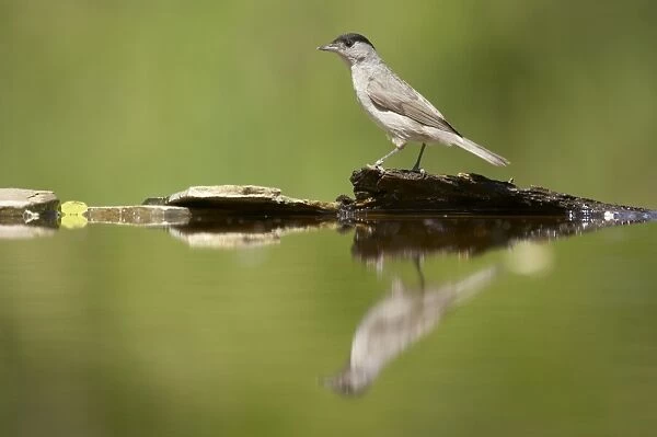 Blackcap (Sylvia atricapilla) adult male, standing at edge of forest pool, Hungary
