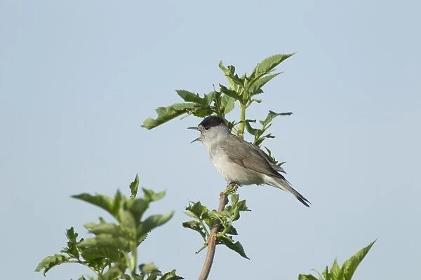 Blackcap (Sylvia atricapilla) adult male, singing, perched on twig, Two Tree Island Nature Reserve, Essex, England, may