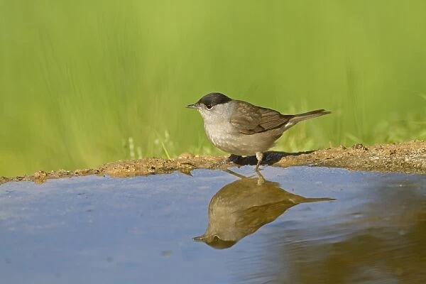 Blackcap (Sylvia atricapilla) adult male, drinking at pool with reflection, Spain, april