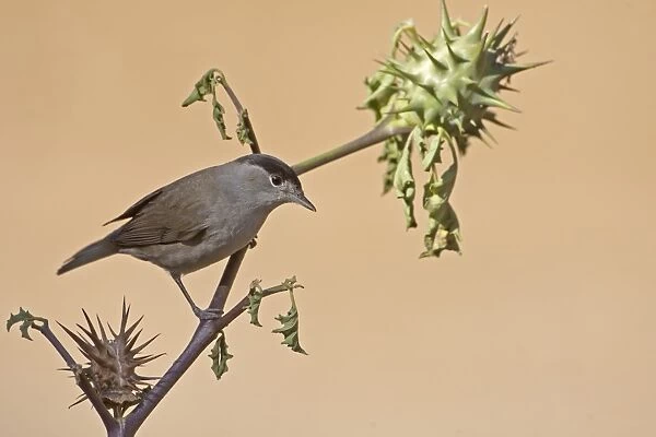 Blackcap (Sylvia atricapilla) adult male, perched on Thorn Apple (Datura sp. ) stem, Northern Spain, september