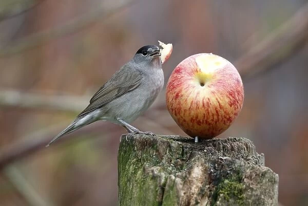 Blackcap (Sylvia atricapilla) adult male, feeding on apple in garden, Warwickshire, England, April