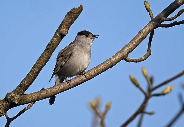 Blackcap (Sylvia atricapilla) adult male, singing, perched on branch, Norfolk, England, May