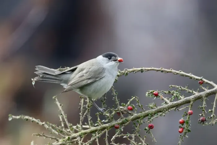 Framed Print : Blackcap (Sylvia atricapilla) adult male, feeding on cotoneaster berries in garden, Warwickshire, England, April