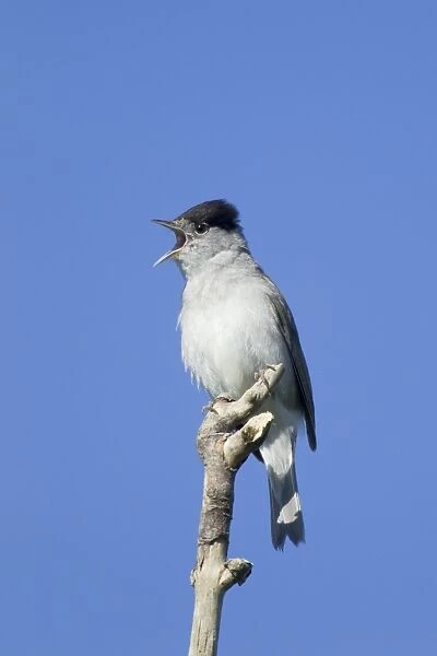 Blackcap (Sylvia atricapilla) adult male, singing, perched on twig, Essex, England, May