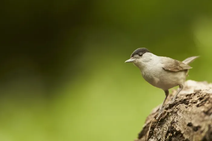 Framed Print : Blackcap (Sylvia atricapilla) adult male, perched on log in woodland, Hungary, May