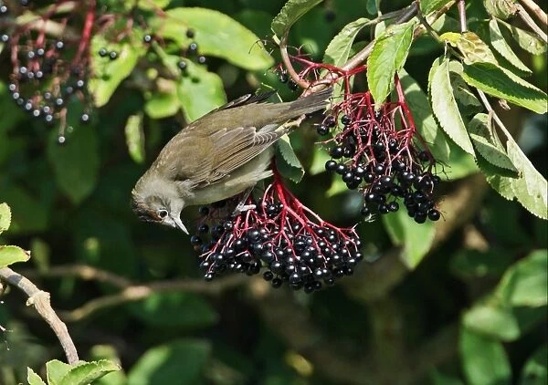 Blackcap (Sylvia atricapilla) juvenile male, feeding on Elder (Sambucus nigra) berries, Norfolk, England, October