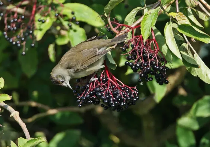 Framed Print : Blackcap (Sylvia atricapilla) juvenile male, feeding on Elder (Sambucus nigra) berries, Norfolk, England, October