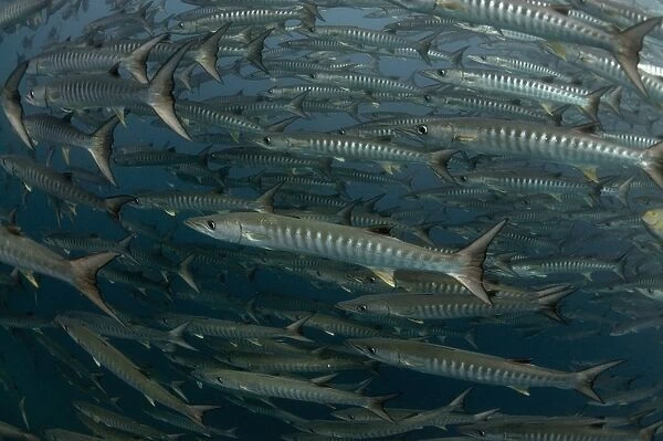 Blackfin Barracuda (Sphyraena qenie) shoal, swimming, Barracuda Point, Sipadan Island, Sabah, Borneo, Malaysia