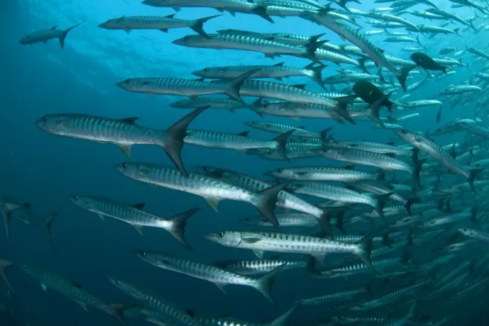 Framed Print : Blackfin Barracuda (Sphyraena qenie) shoal, Sipadan Island, Sabah, Borneo, Malaysia Framed Print : Blackfin Barracuda (Sphyraena qenie) shoal, Sipadan Island, Sabah, Borneo, Malaysia